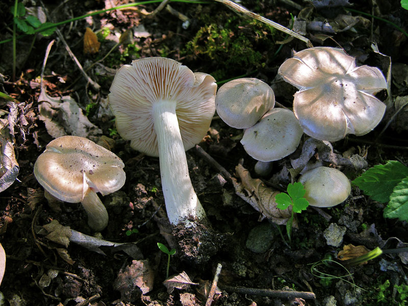Calocybe gambosa ed Entoloma clypeatum.